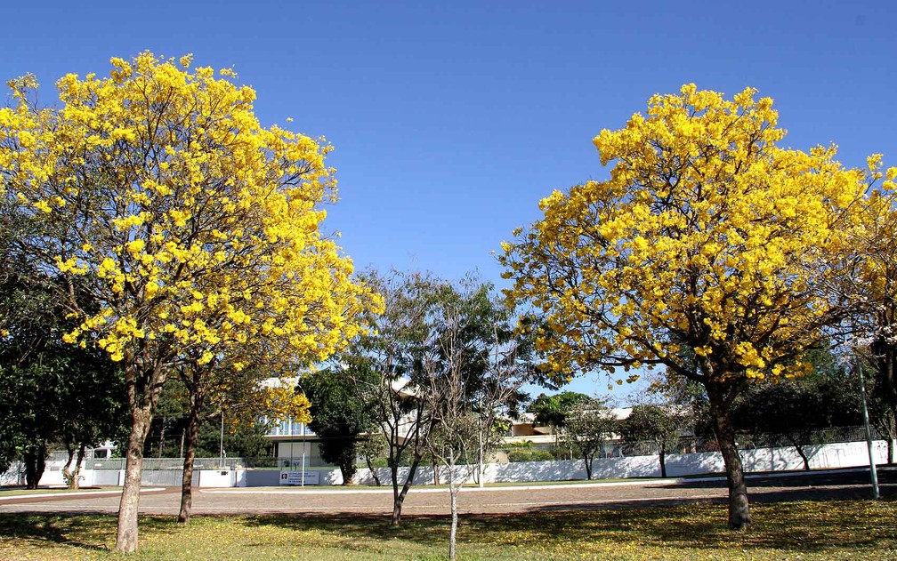 Arborizacao