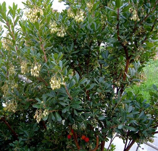 Arbutus unedo 1