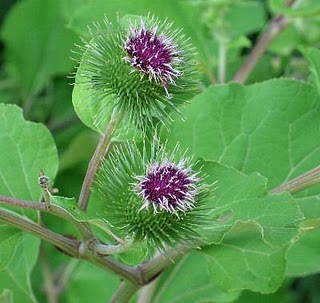 Arctium lappa