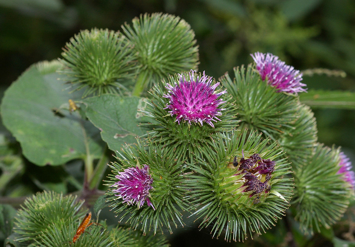 Arctium