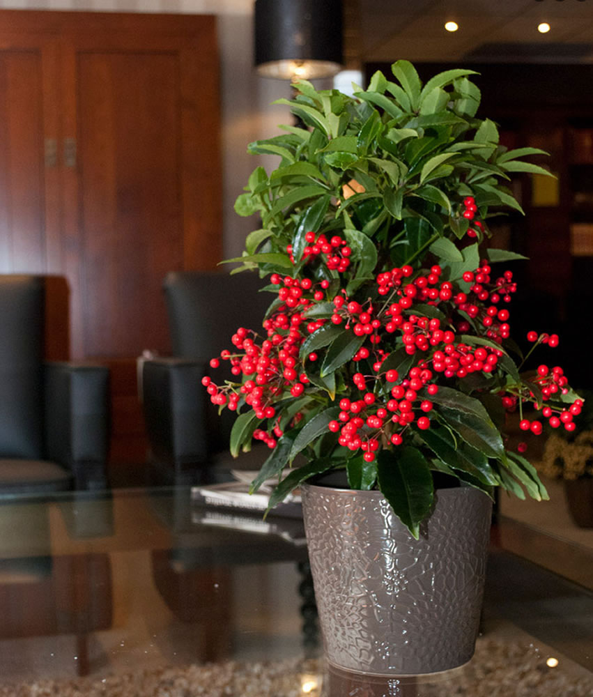 Ardisia-crenata-2