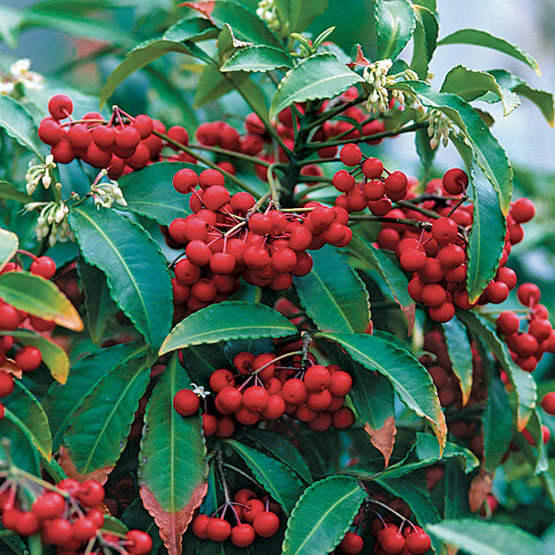 Ardisia_crenata