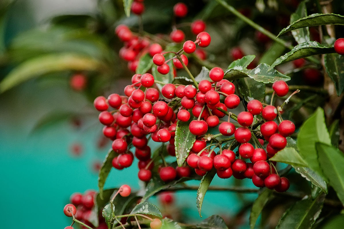 Ardisia_crenata