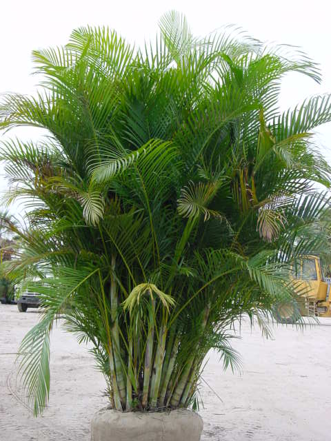 Areca-Palm