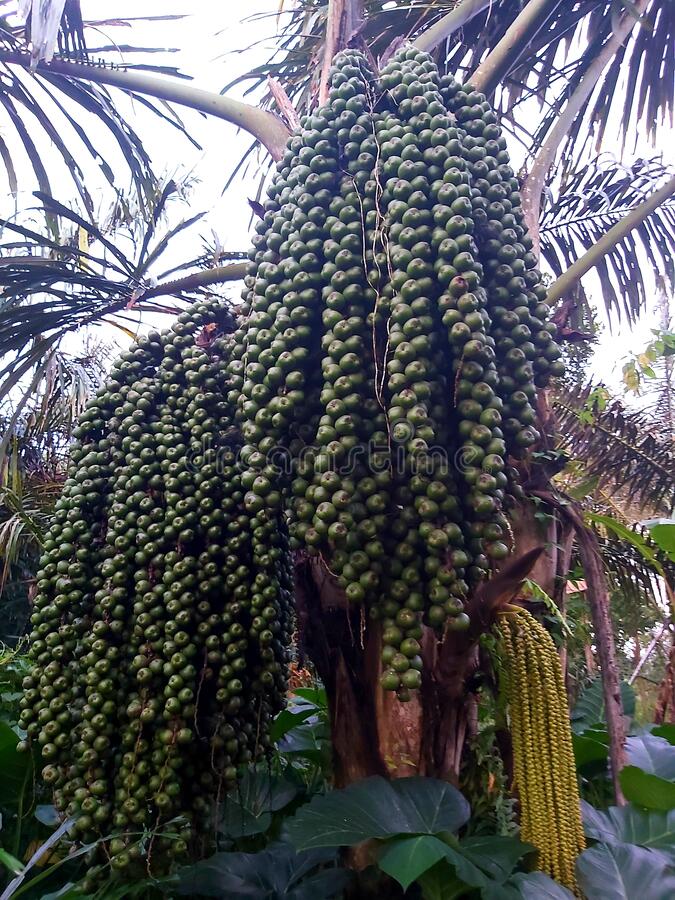 Arenga pinnata