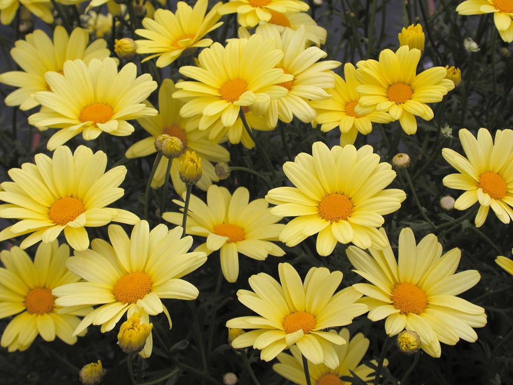 Argyranthemum frutescens