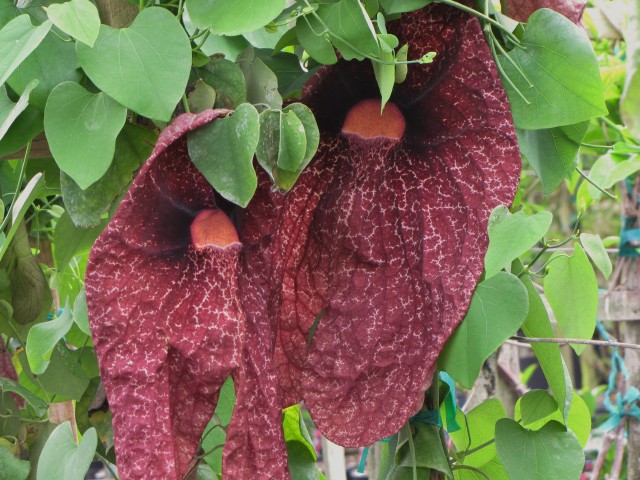 Aristolochia gigantea 12