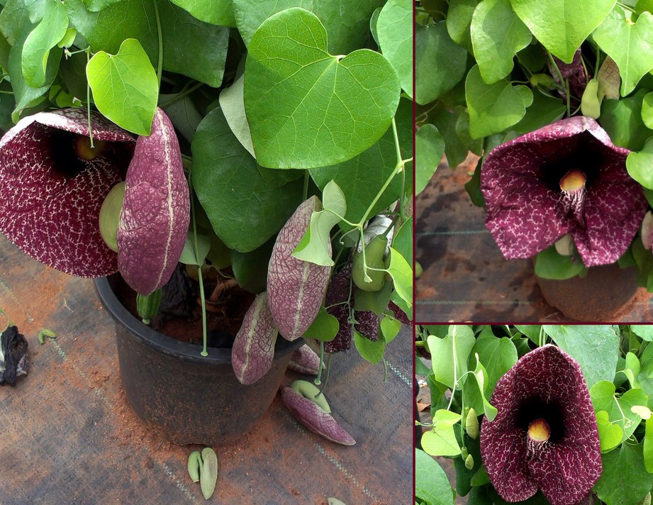 Aristolochia gigantea