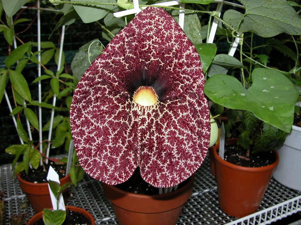 Aristolochia gigantea_