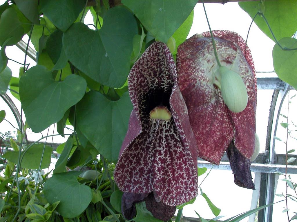 Aristolochia