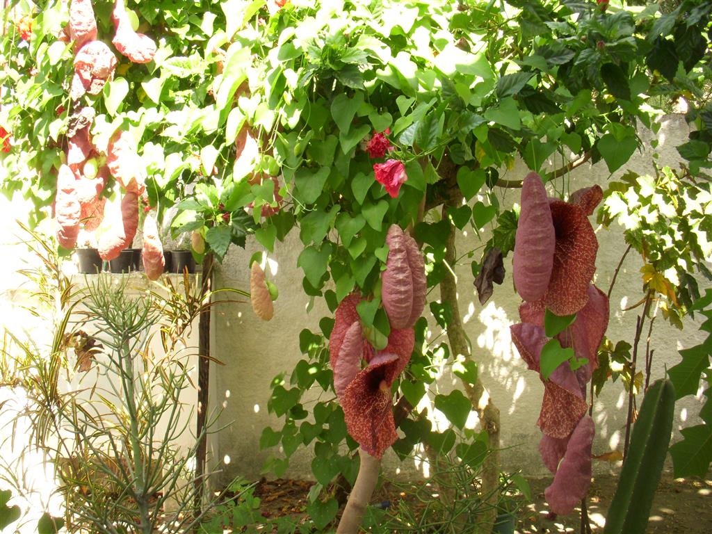 Aristolochia_gigantea