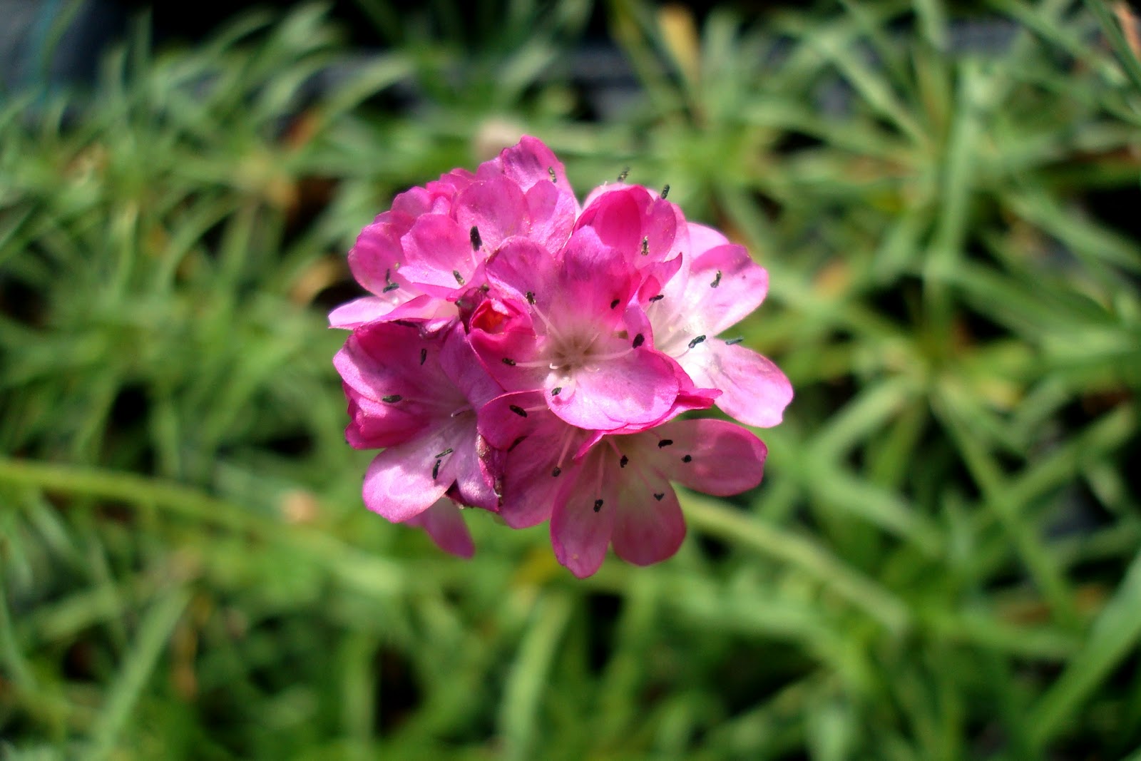 Armeria maritima