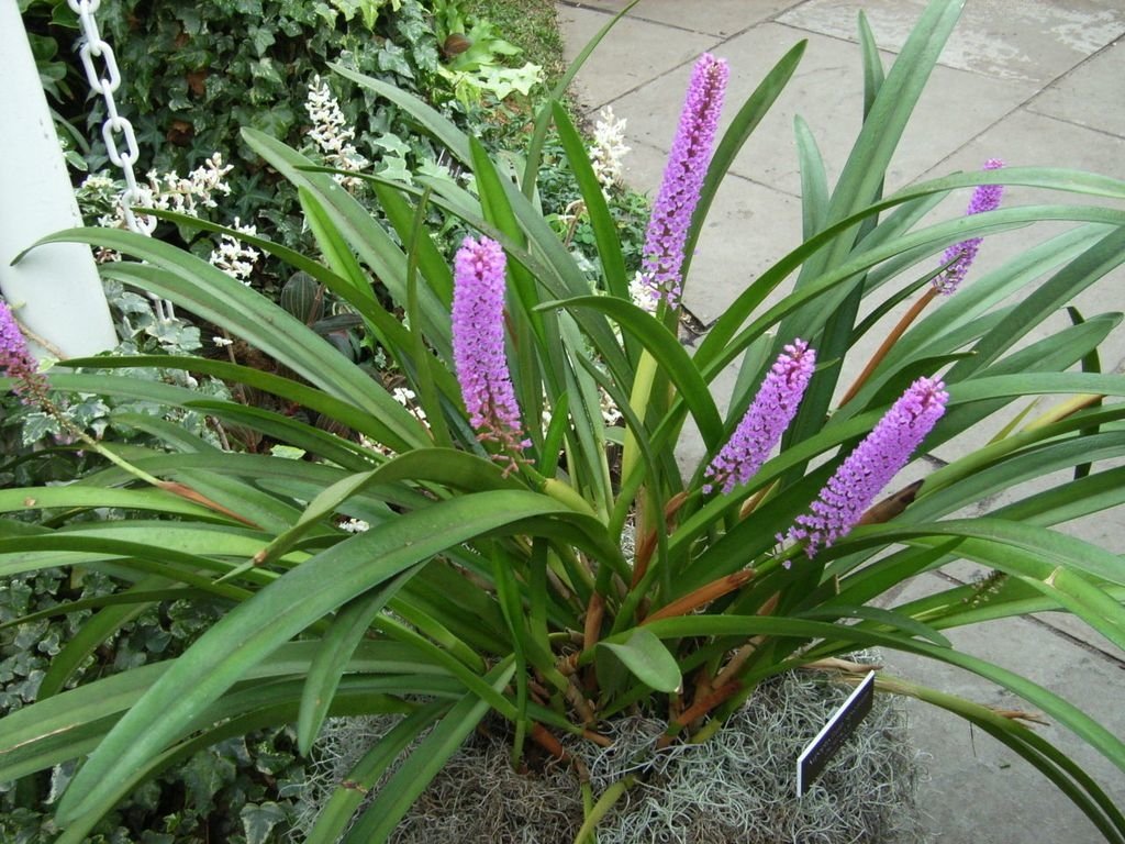 Arpophyllum giganteum