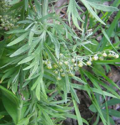 Artemisia_absinthium