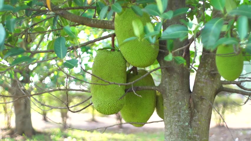 Artocarpus heterophyllus