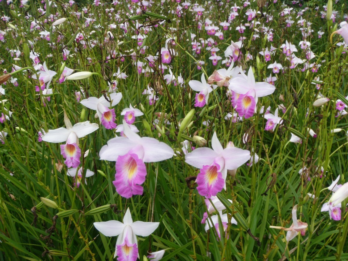 Arundina Graminifolia