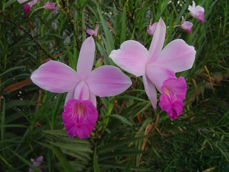 Arundina-bambusifolia