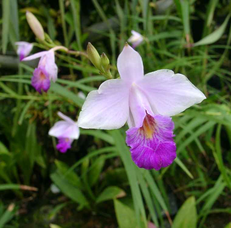 Arundina-bambusifolia