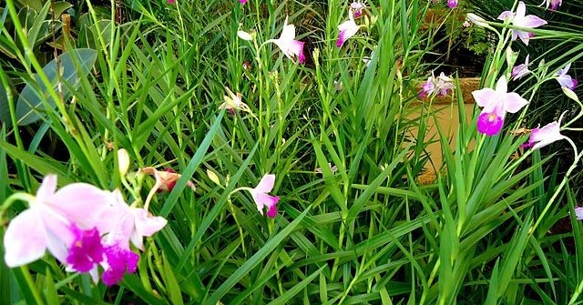 Arundina bambusifolia