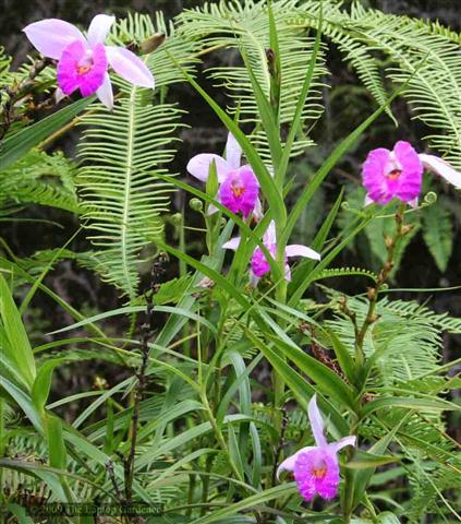 Arundina-graminifolia