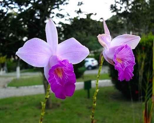 Arundina  graminifolia (orquídea bambu)