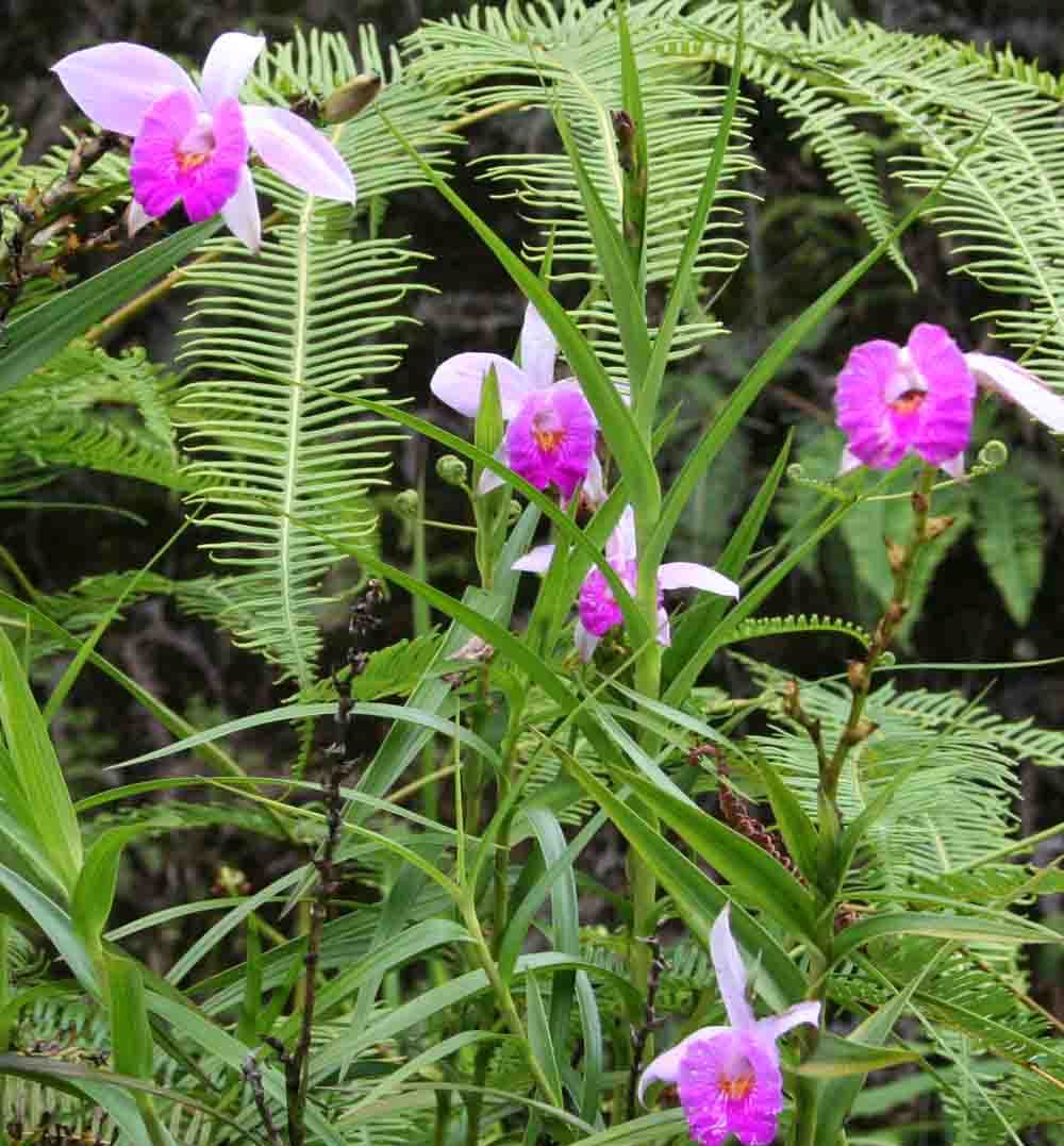 Arundina graminifolia