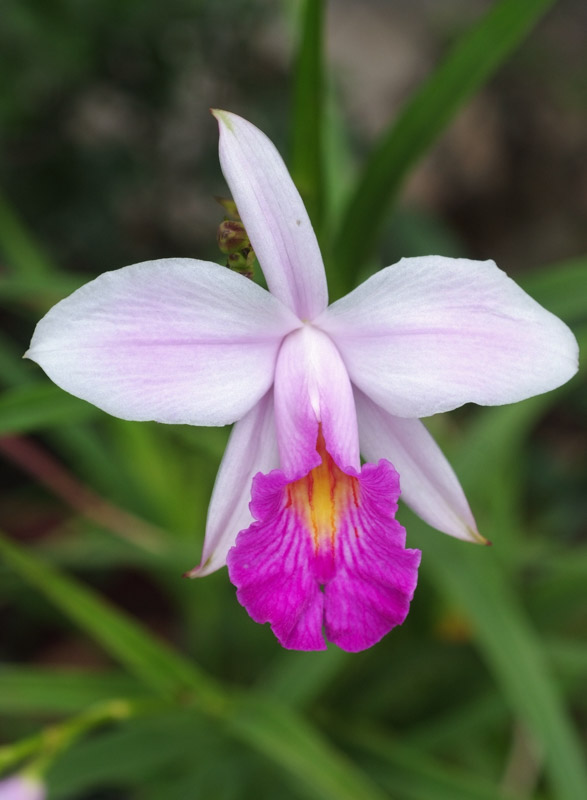 Arundina-graminifolia