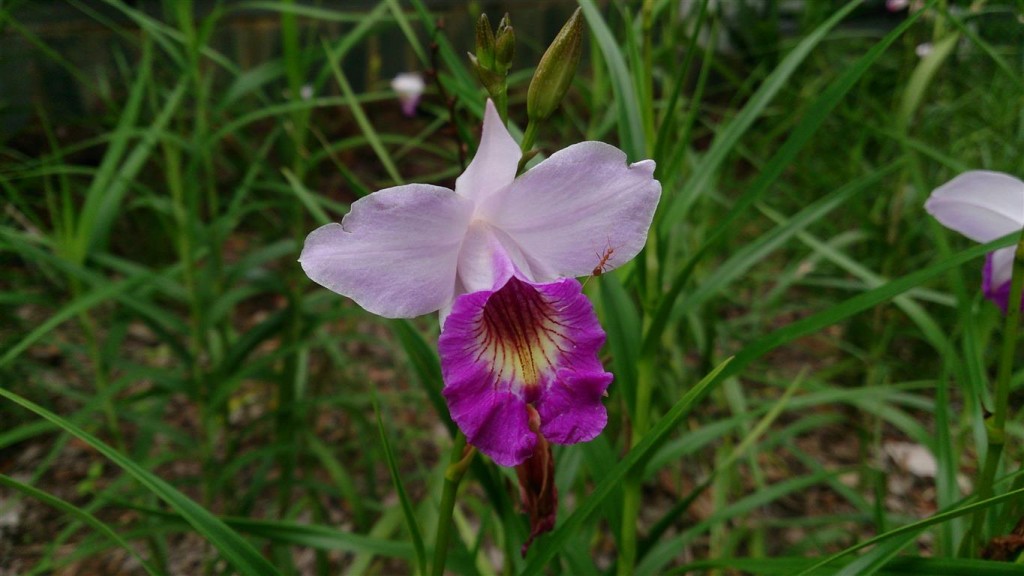 Arundina_graminifolia