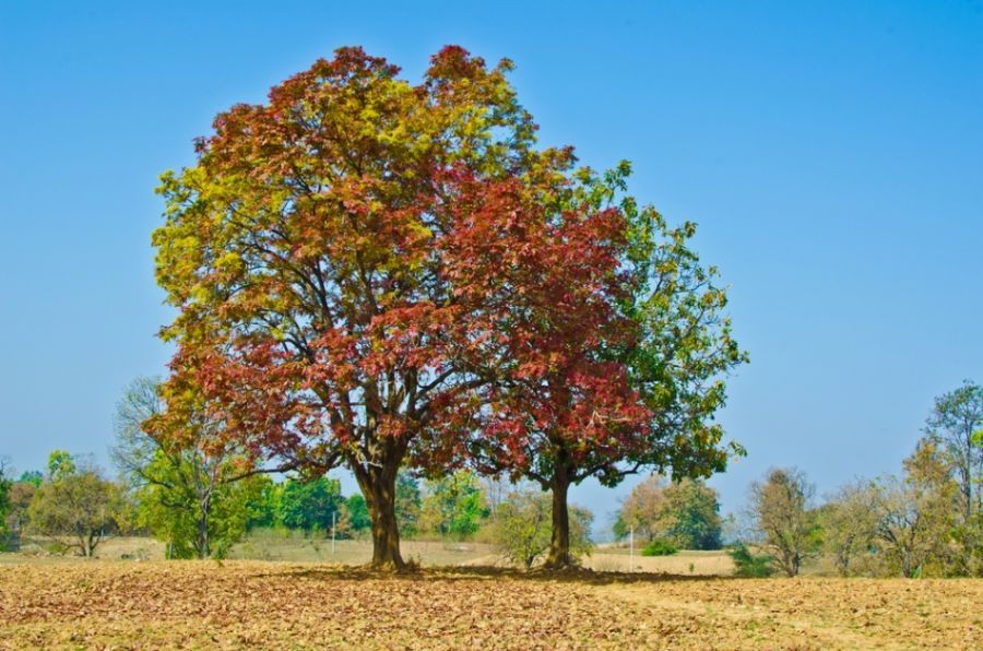 As folhas perdem o verde e ficam alaranjadas no outono