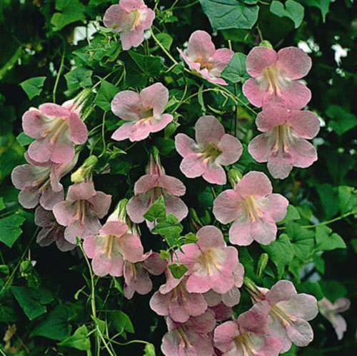 Asarina scandens