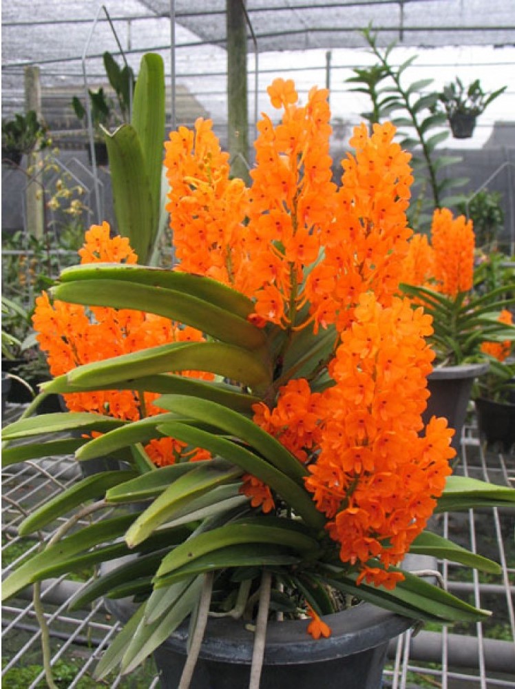 Ascocentrum Miniatum