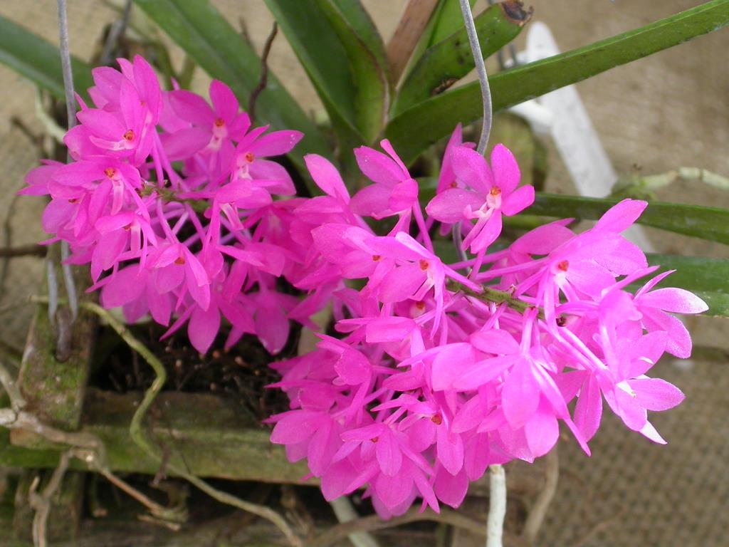 Ascocentrum ampullaceum