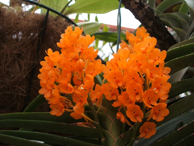 Ascocentrum