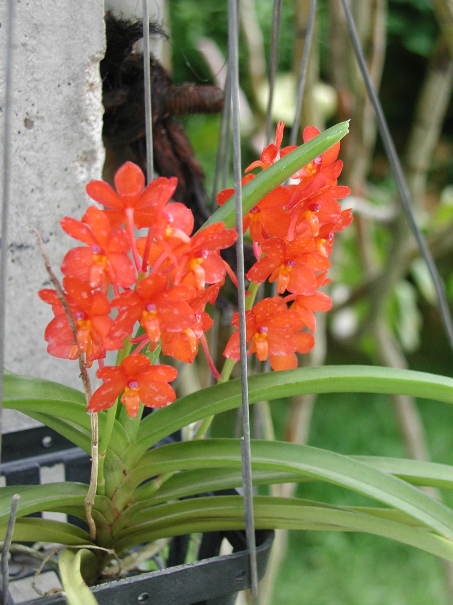 Ascocentrum