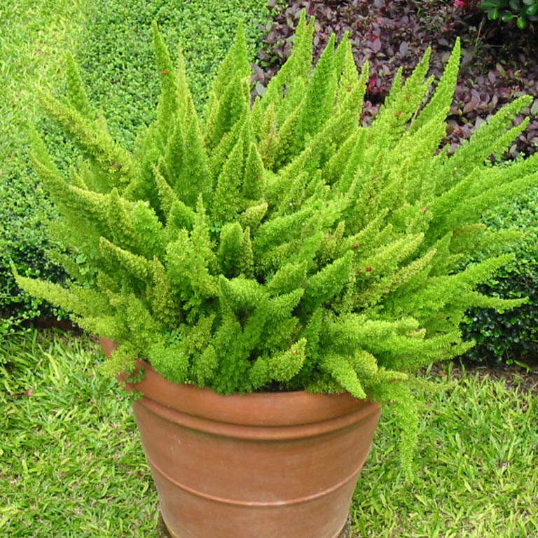 Asparagus Densiflorus