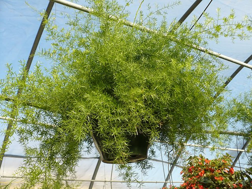 Asparagus-densiflorus-Sprengeri