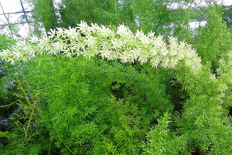 Asparagus densiflorus 