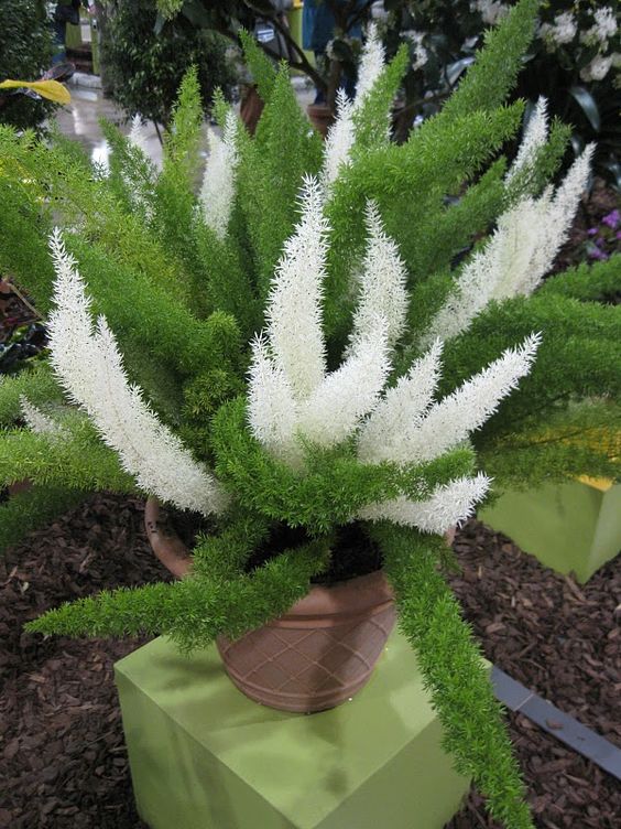 Asparagus densiflorusvariegado