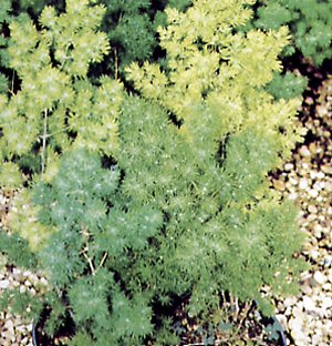 Asparagus myriocladus