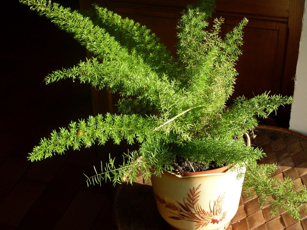 Asparagus_densiflorus