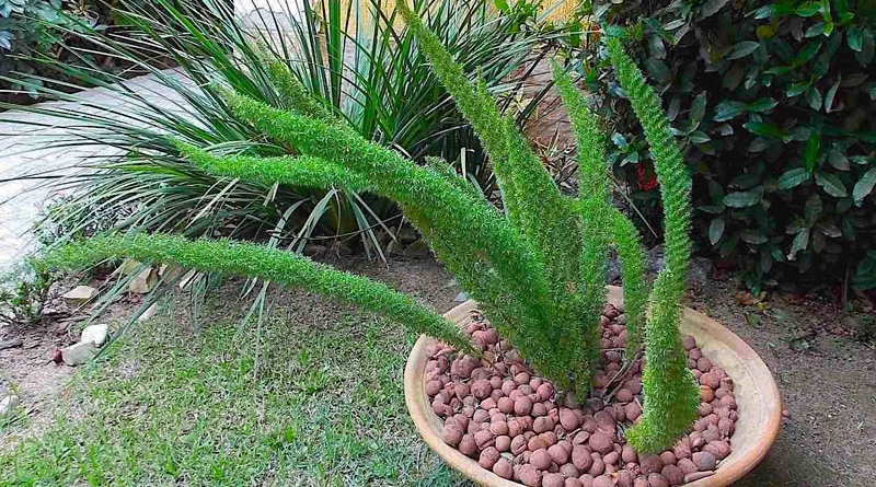 Aspargo pluma - Asparagus densiflorus