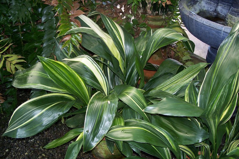 Aspidistra elatior Variegata