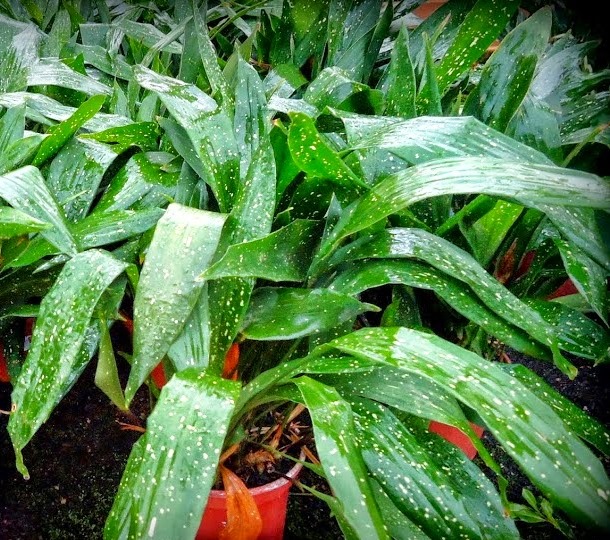 Aspidistra elatior maculata