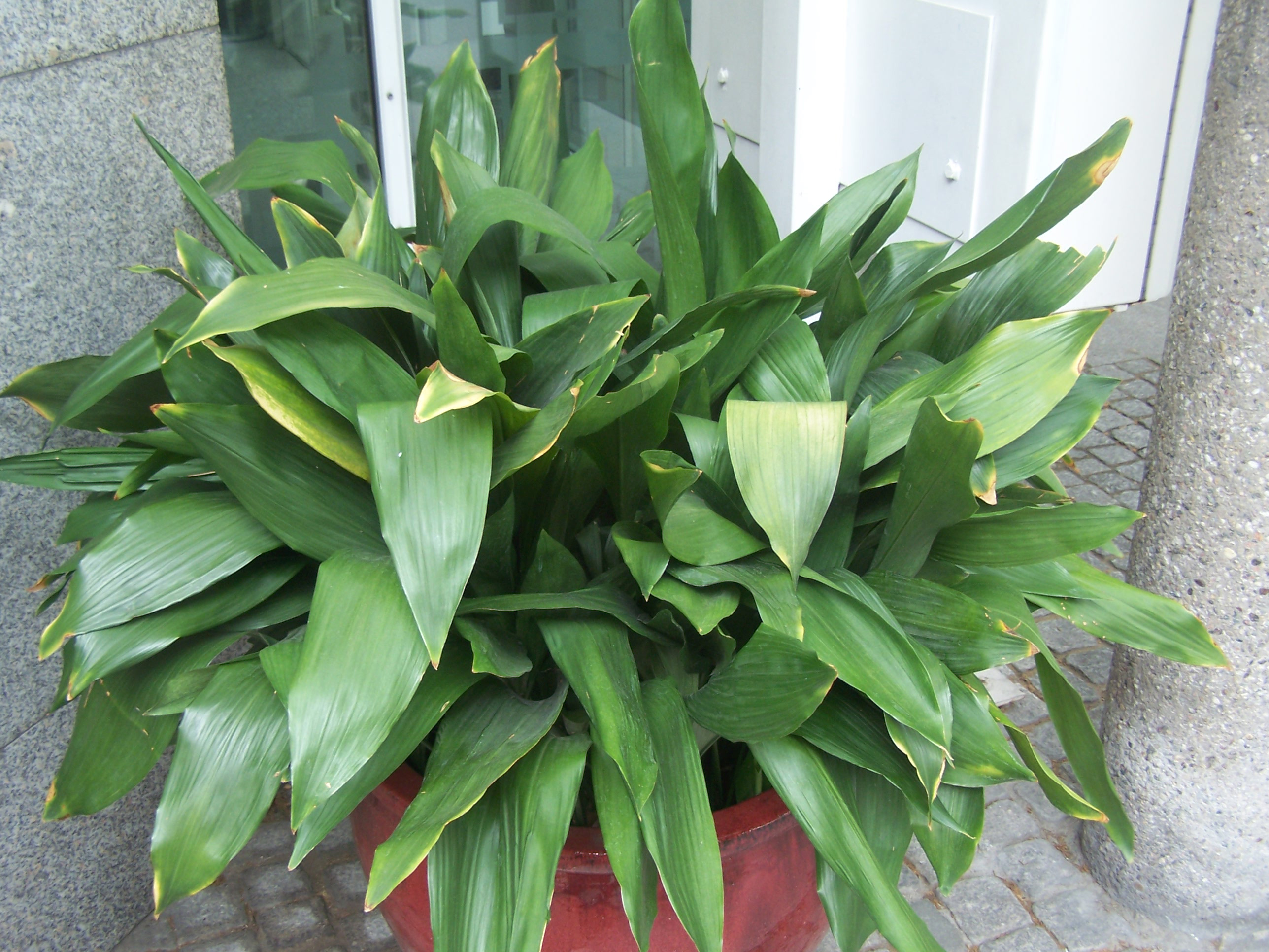 Aspidistra-elatior