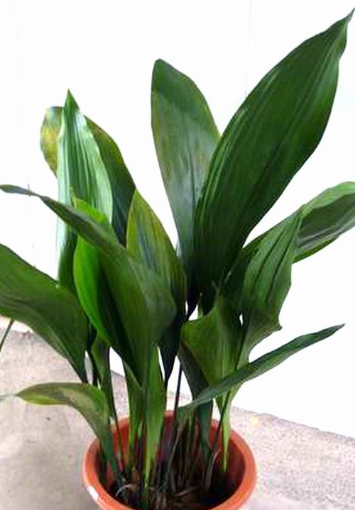 Aspidistra elatior