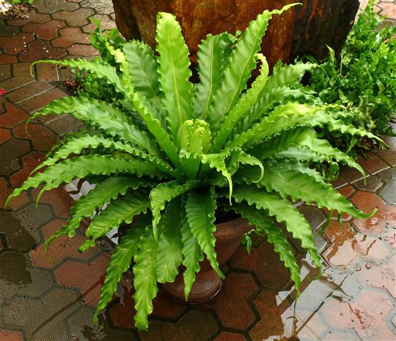 Asplenium Victoria 