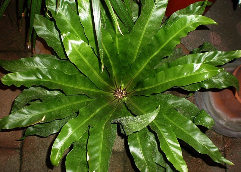 Asplenium antiquum