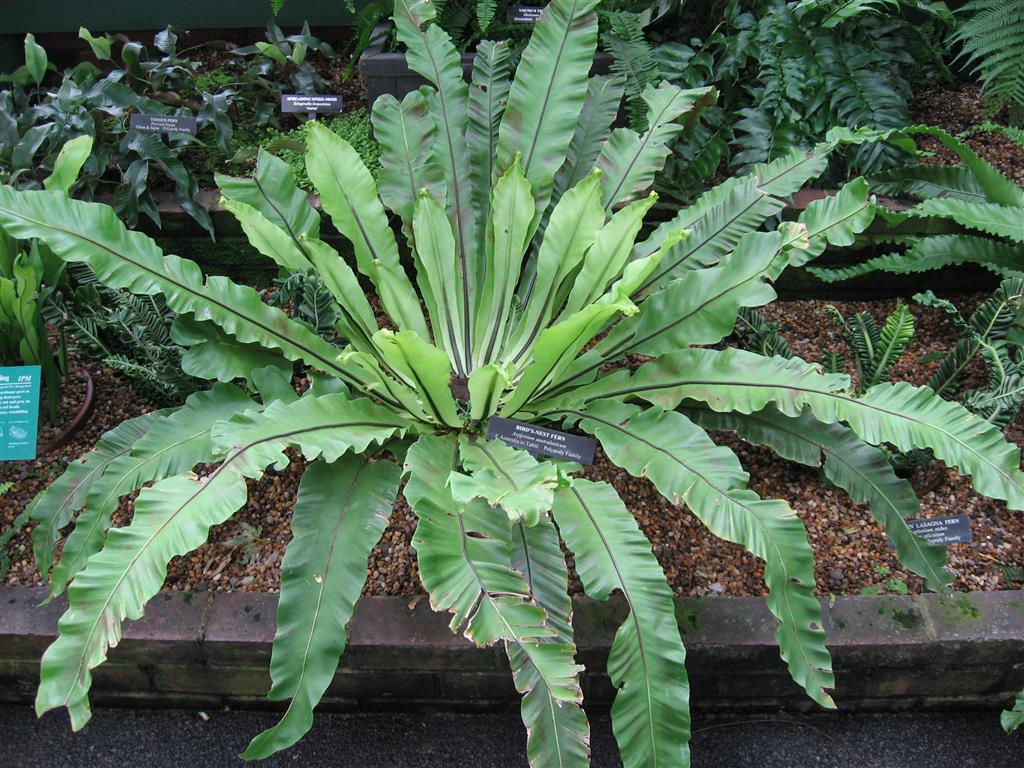 Asplenium australasicus