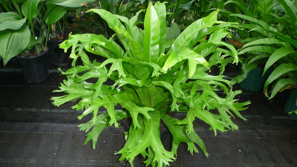 Asplenium crissie