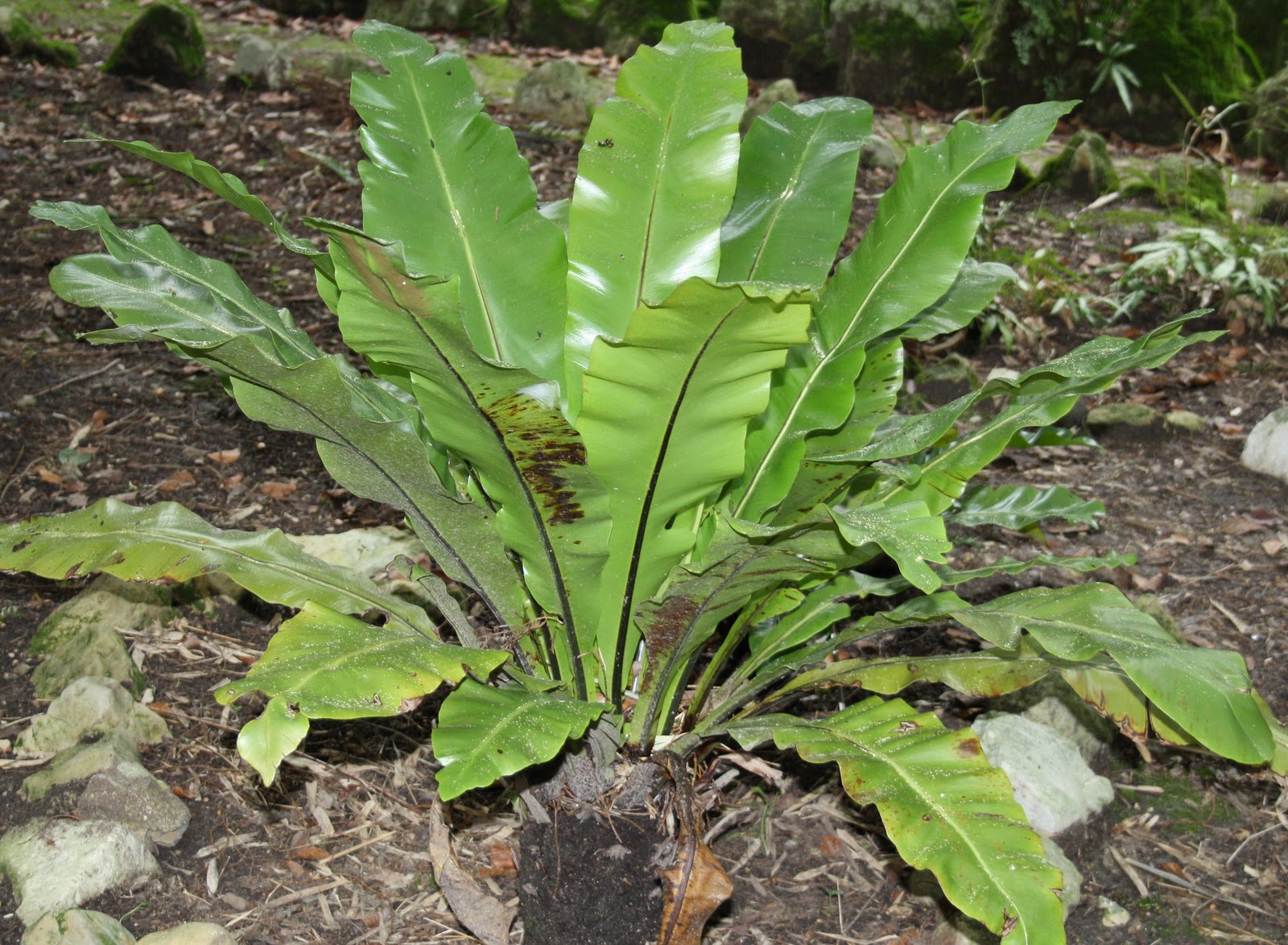 Asplenium nidus (2)